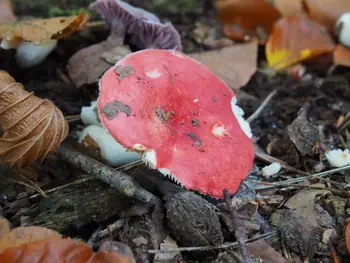 Vagevuurbos an Lippensgoed-Bulskampveld (Belgium)